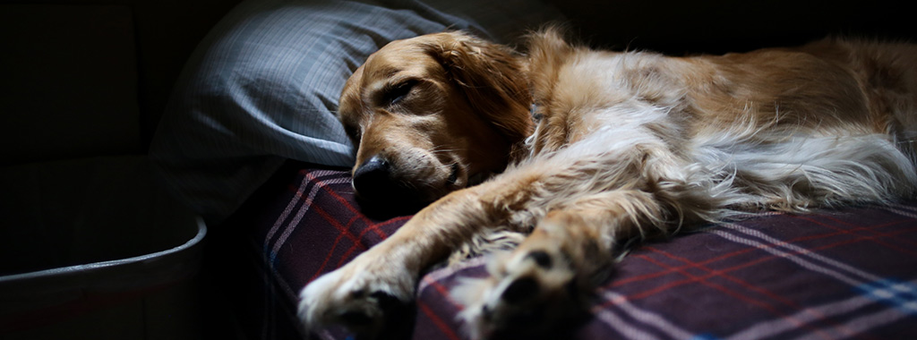 Memory Foam Dog Bed Made Using Foam Crumb - How to Guide